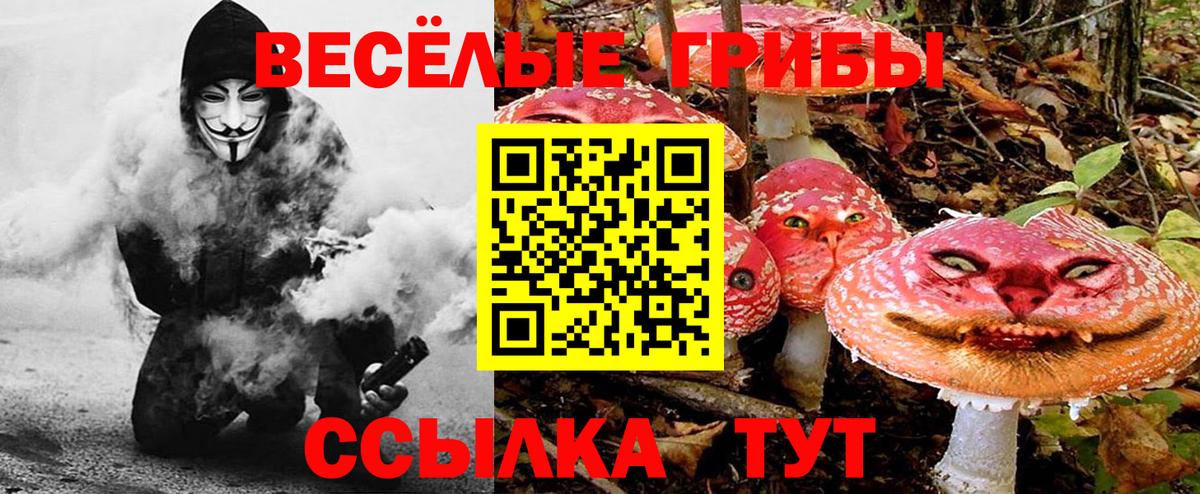 Галлюциногенные грибы прущие грибы Камень-на-Оби